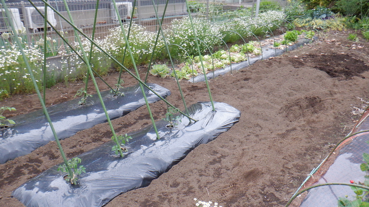 f:id:cafelegume:20200509213544j:plain f:id:cafelegume:20200509213544j:plain