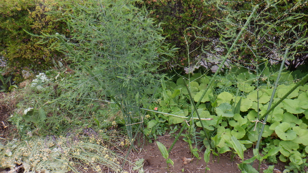 f:id:cafelegume:20200509214344j:plain f:id:cafelegume:20200509214344j:plain