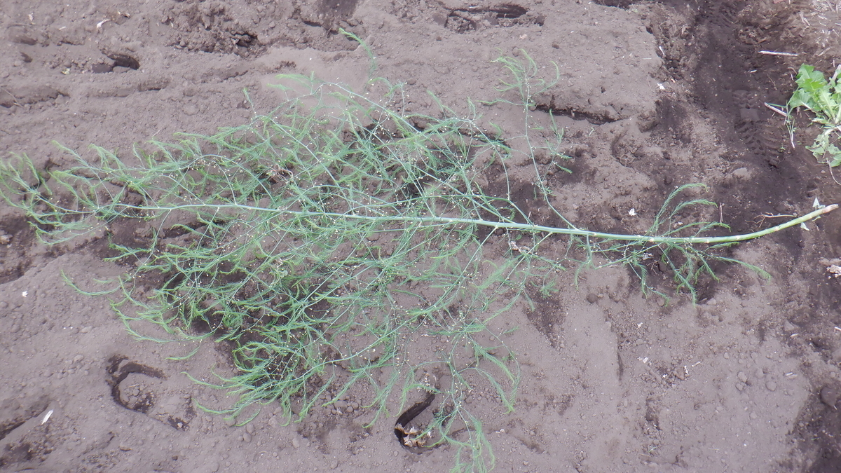f:id:cafelegume:20200509214526j:plain f:id:cafelegume:20200509214526j:plain