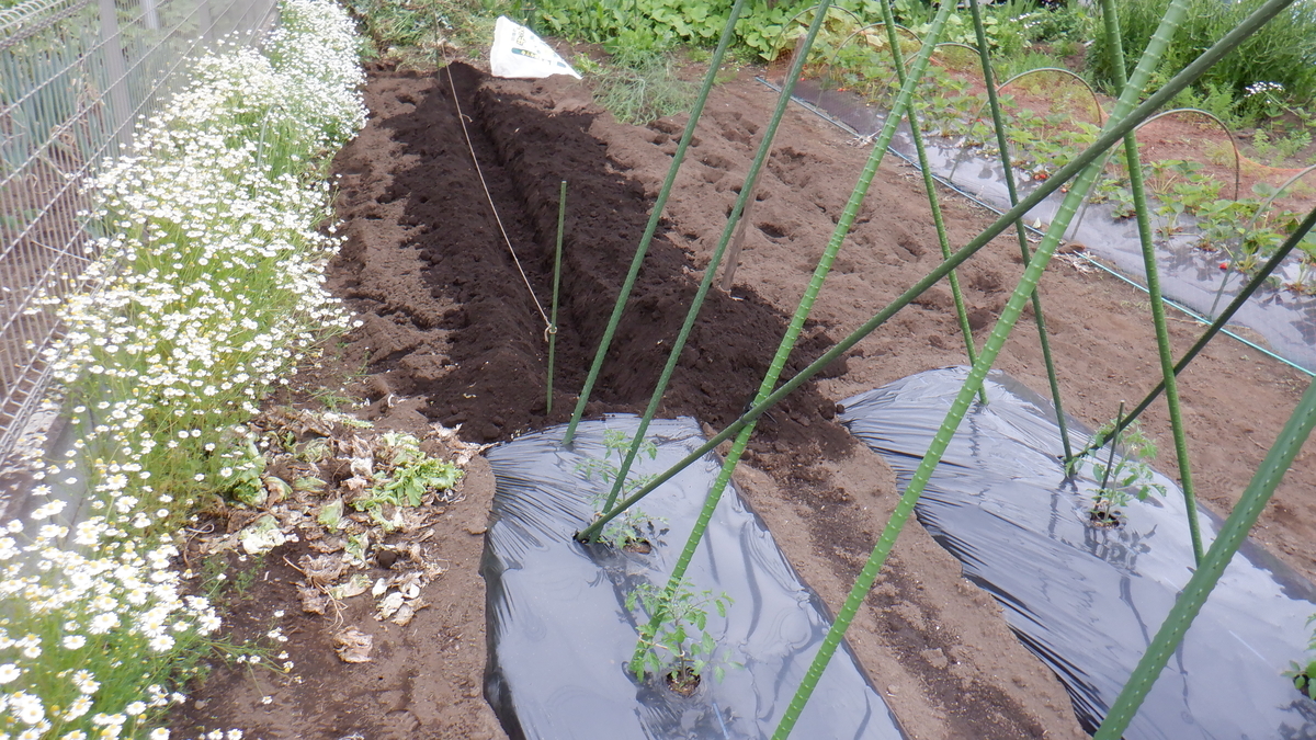 f:id:cafelegume:20200509214822j:plain f:id:cafelegume:20200509214822j:plain