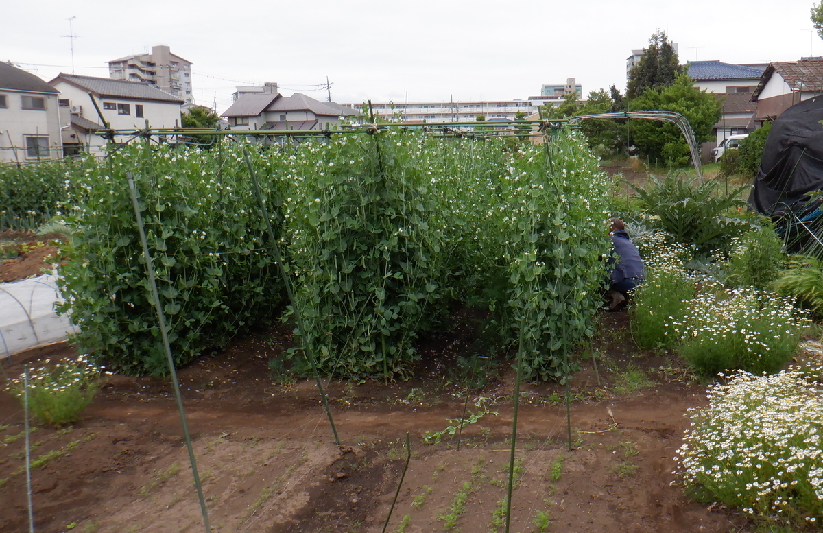 f:id:cafelegume:20200509223145j:plain f:id:cafelegume:20200509223145j:plain