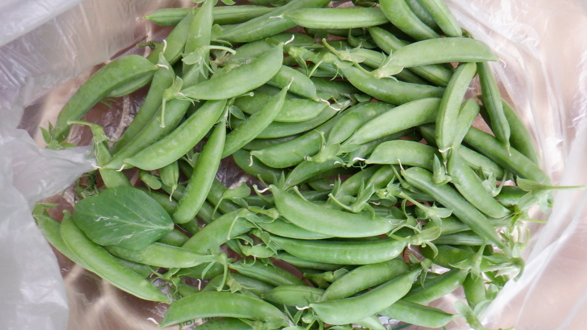 f:id:cafelegume:20200509223339j:plain f:id:cafelegume:20200509223339j:plain