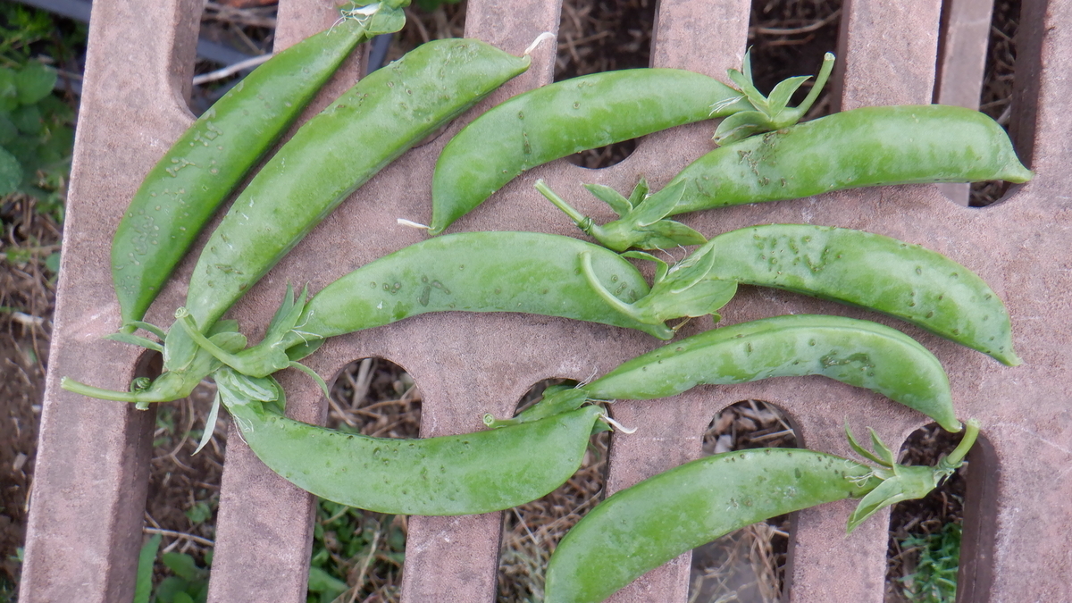 f:id:cafelegume:20200509223701j:plain f:id:cafelegume:20200509223701j:plain