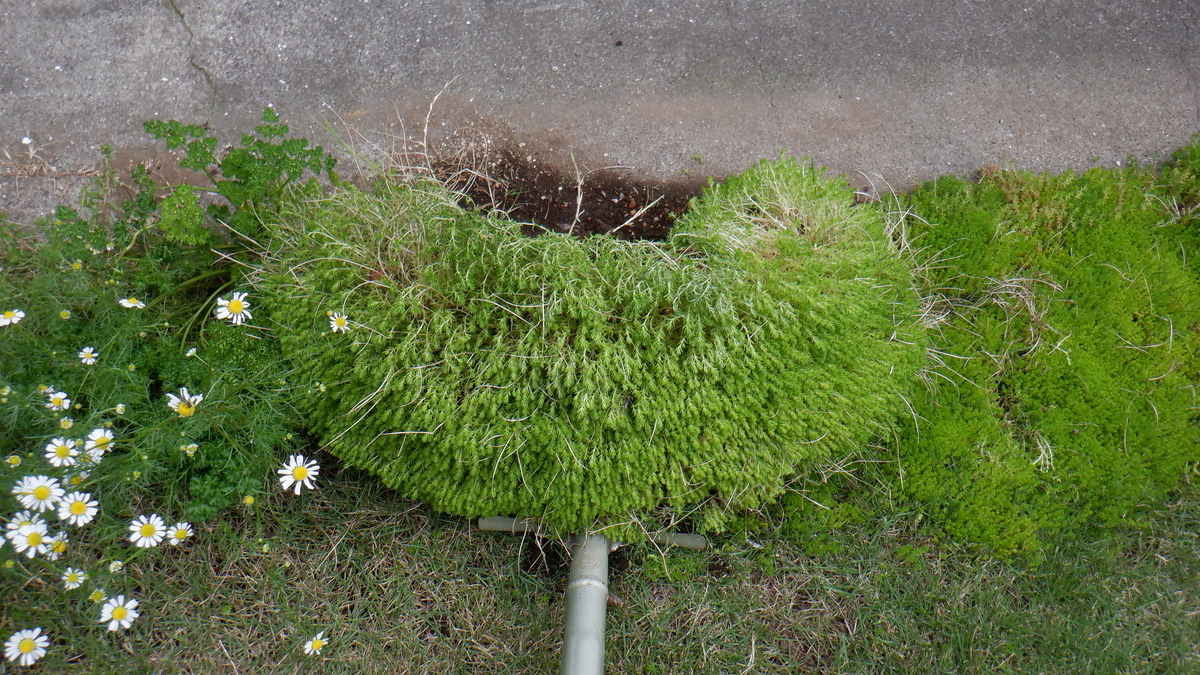 f:id:cafelegume:20200510223730j:plain f:id:cafelegume:20200510223730j:plain