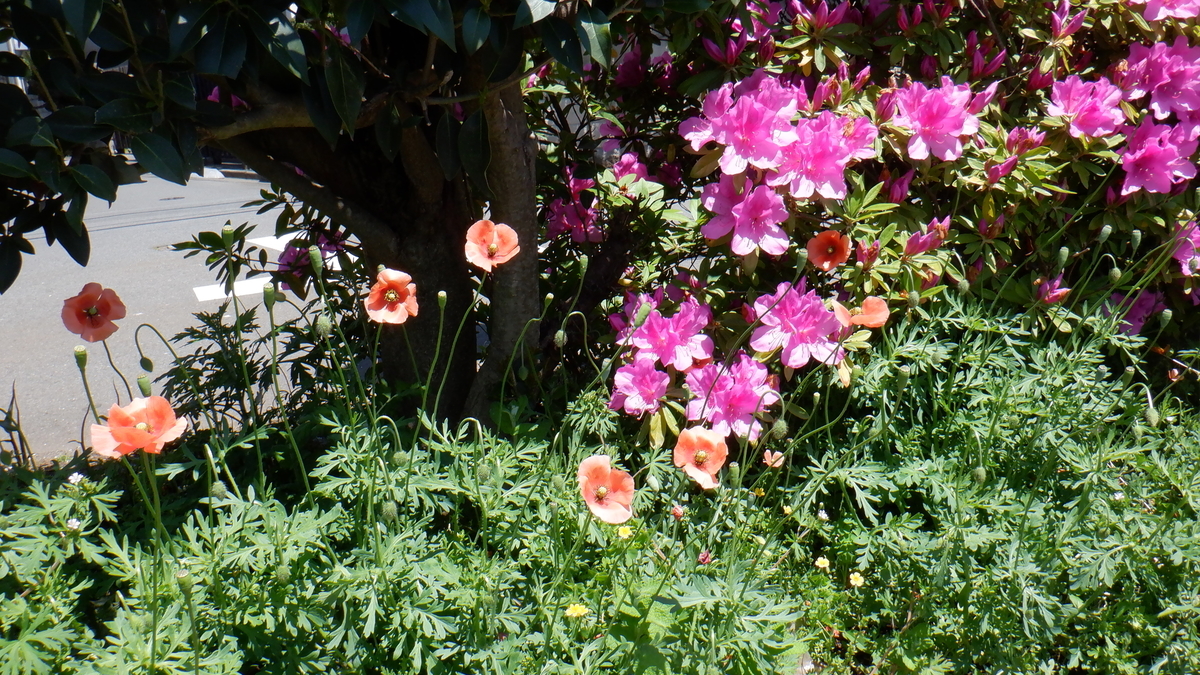 f:id:cafelegume:20200511220750j:plain