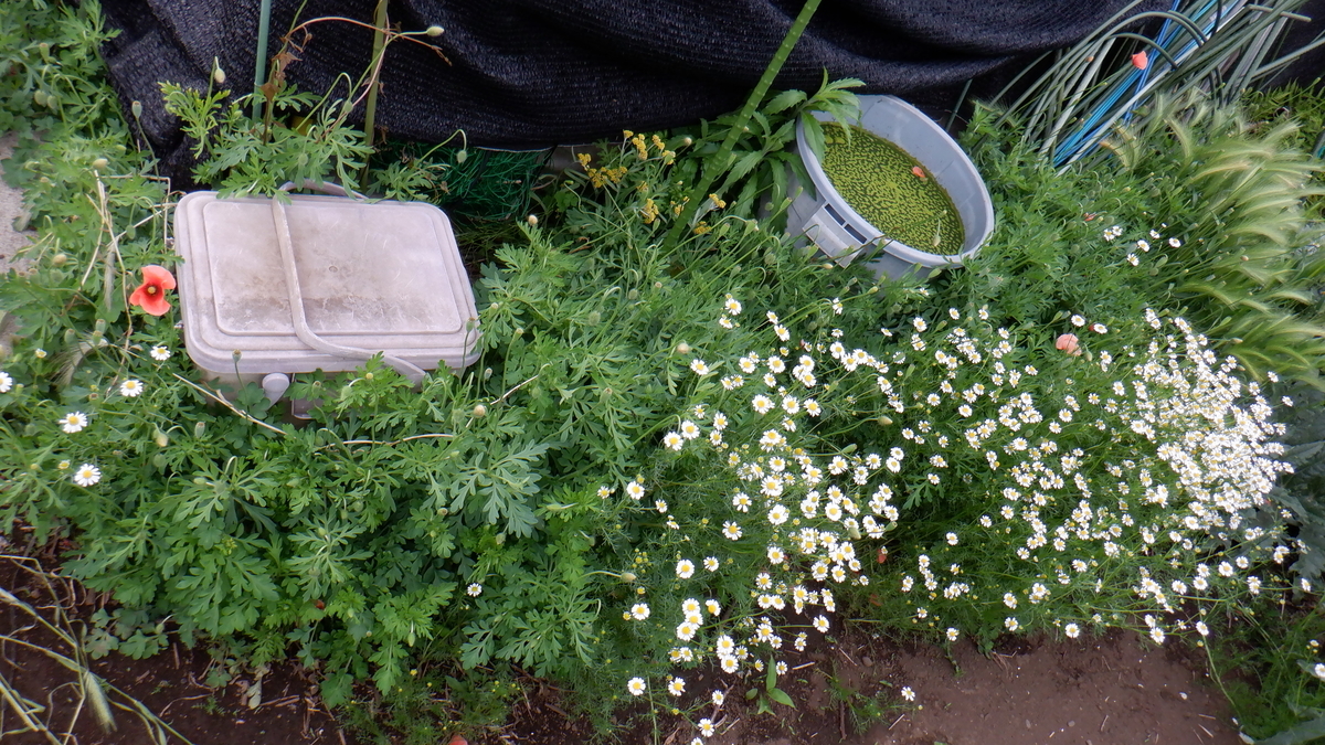 f:id:cafelegume:20200511222200j:plain