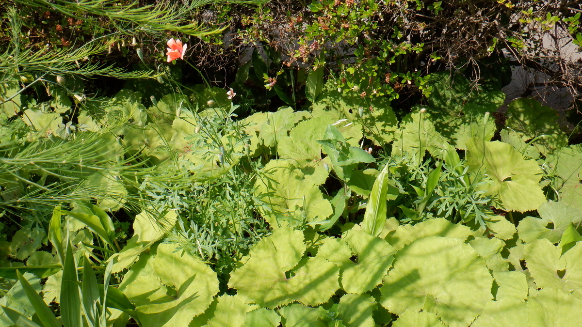 f:id:cafelegume:20200511222249j:plain