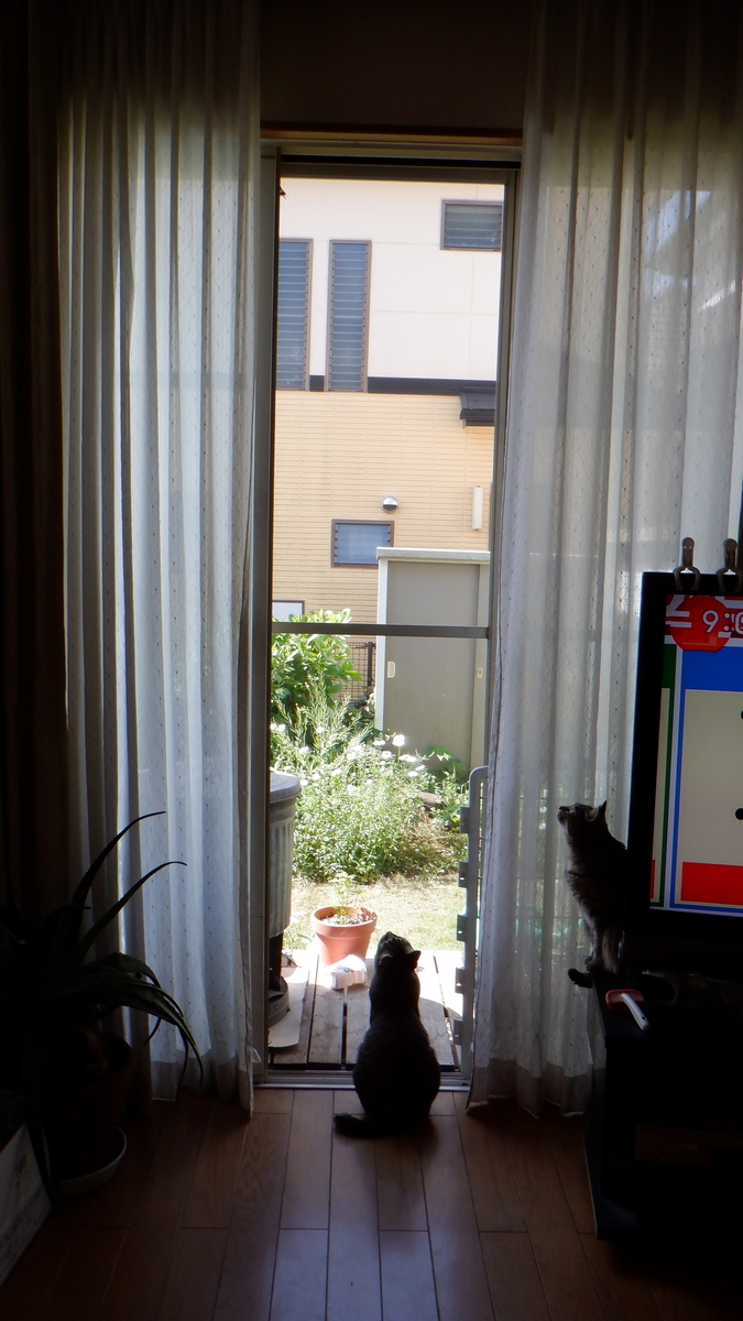 f:id:cafelegume:20200512211418j:plain