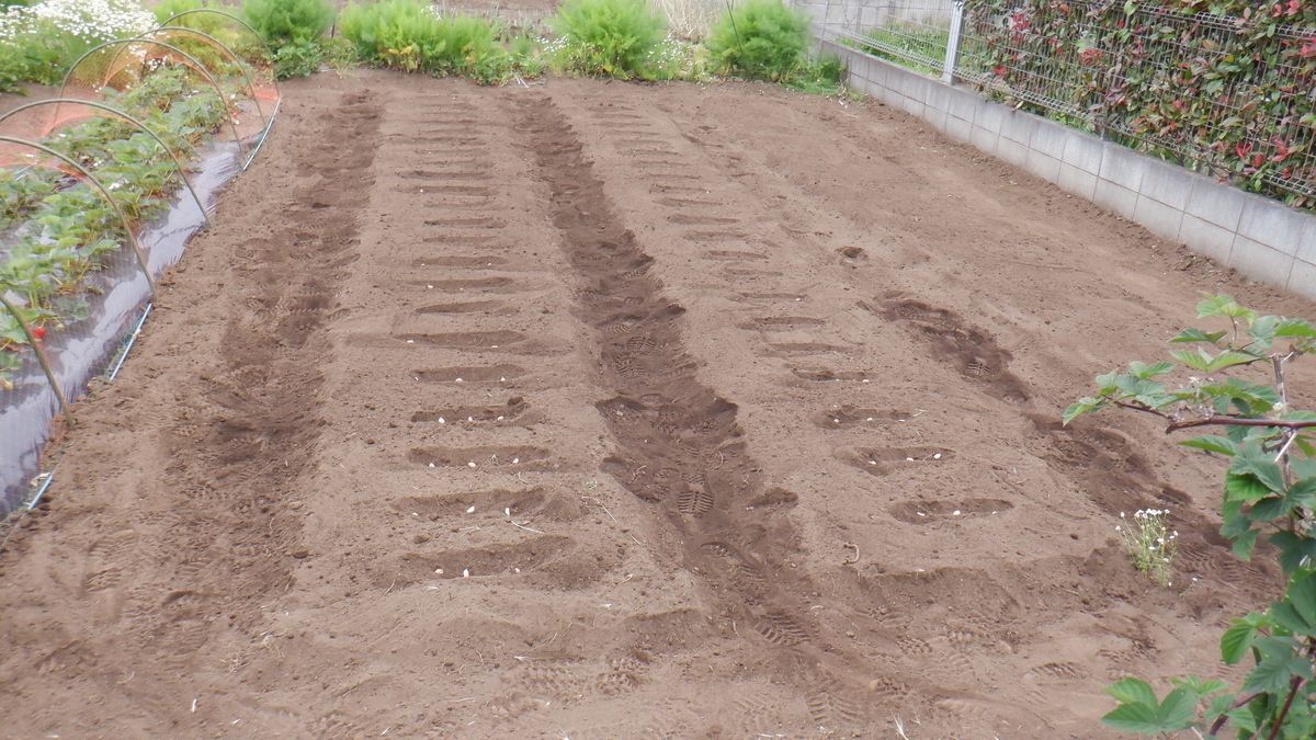 f:id:cafelegume:20200515230025j:plain f:id:cafelegume:20200515230025j:plain