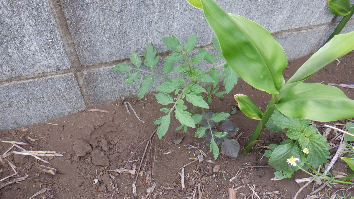 f:id:cafelegume:20200516231133j:plain