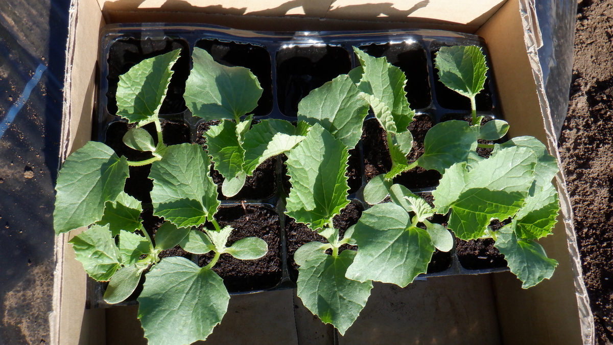 f:id:cafelegume:20200517204006j:plain f:id:cafelegume:20200517204006j:plain