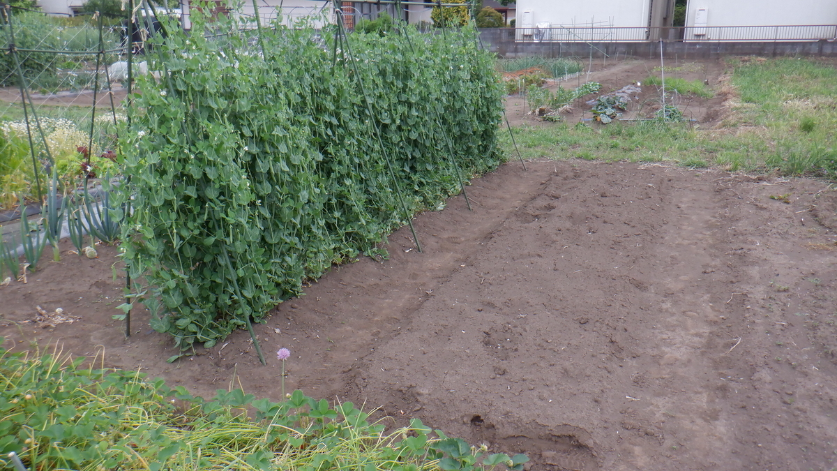 f:id:cafelegume:20200517204217j:plain f:id:cafelegume:20200517204217j:plain