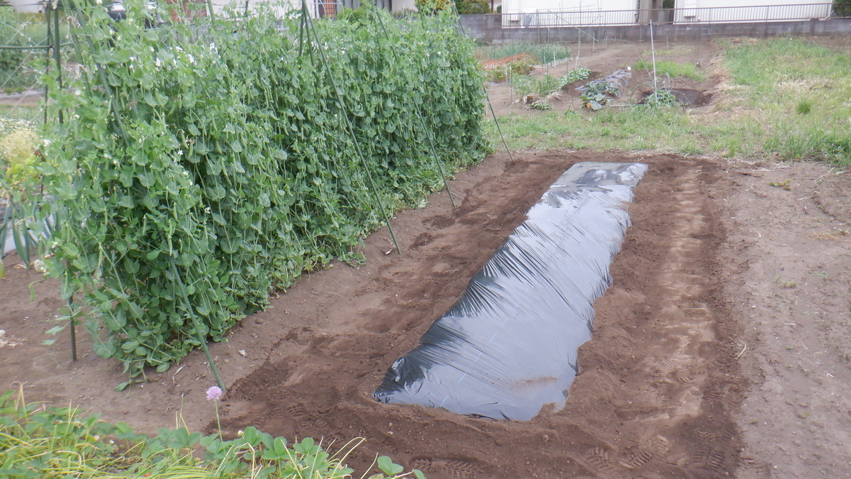 f:id:cafelegume:20200517204326j:plain f:id:cafelegume:20200517204326j:plain