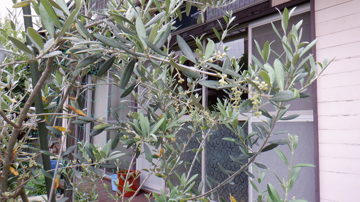 f:id:cafelegume:20200518220958j:plain