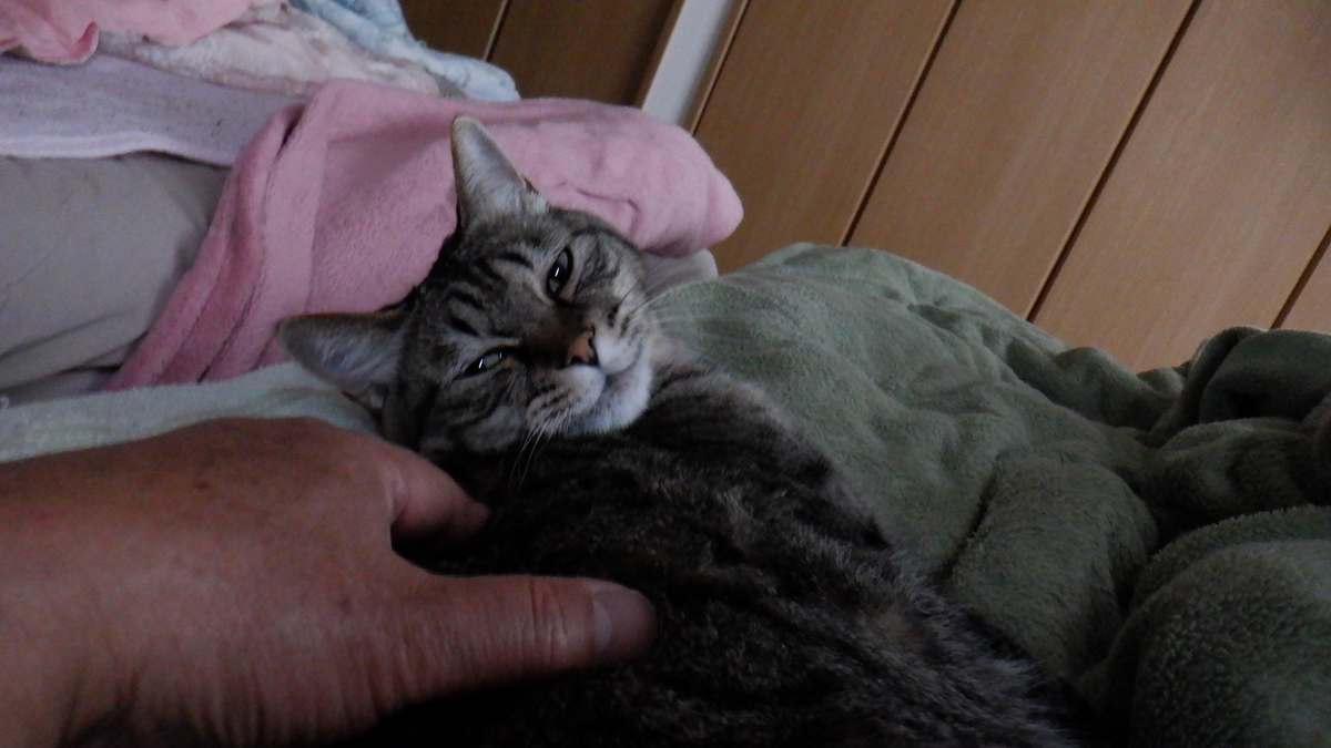 f:id:cafelegume:20200519223714j:plain