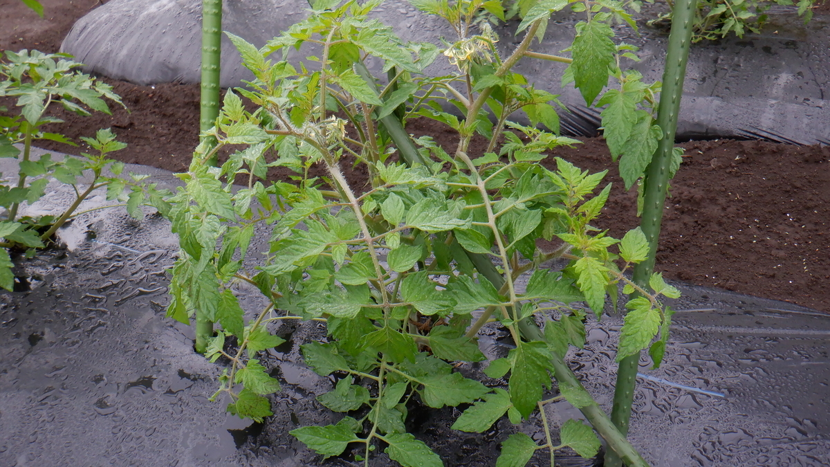 f:id:cafelegume:20200521190428j:plain
