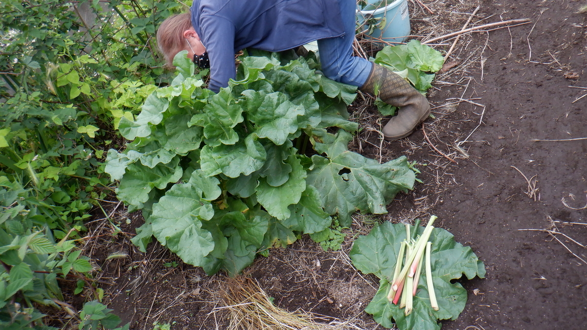 f:id:cafelegume:20200522234744j:plain f:id:cafelegume:20200522234744j:plain