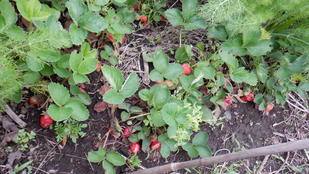 f:id:cafelegume:20200522235220j:plain f:id:cafelegume:20200522235220j:plain