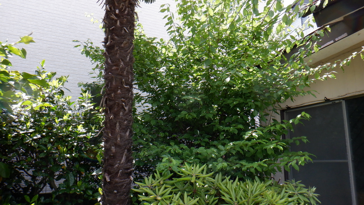 f:id:cafelegume:20200525003254j:plain f:id:cafelegume:20200525003254j:plain