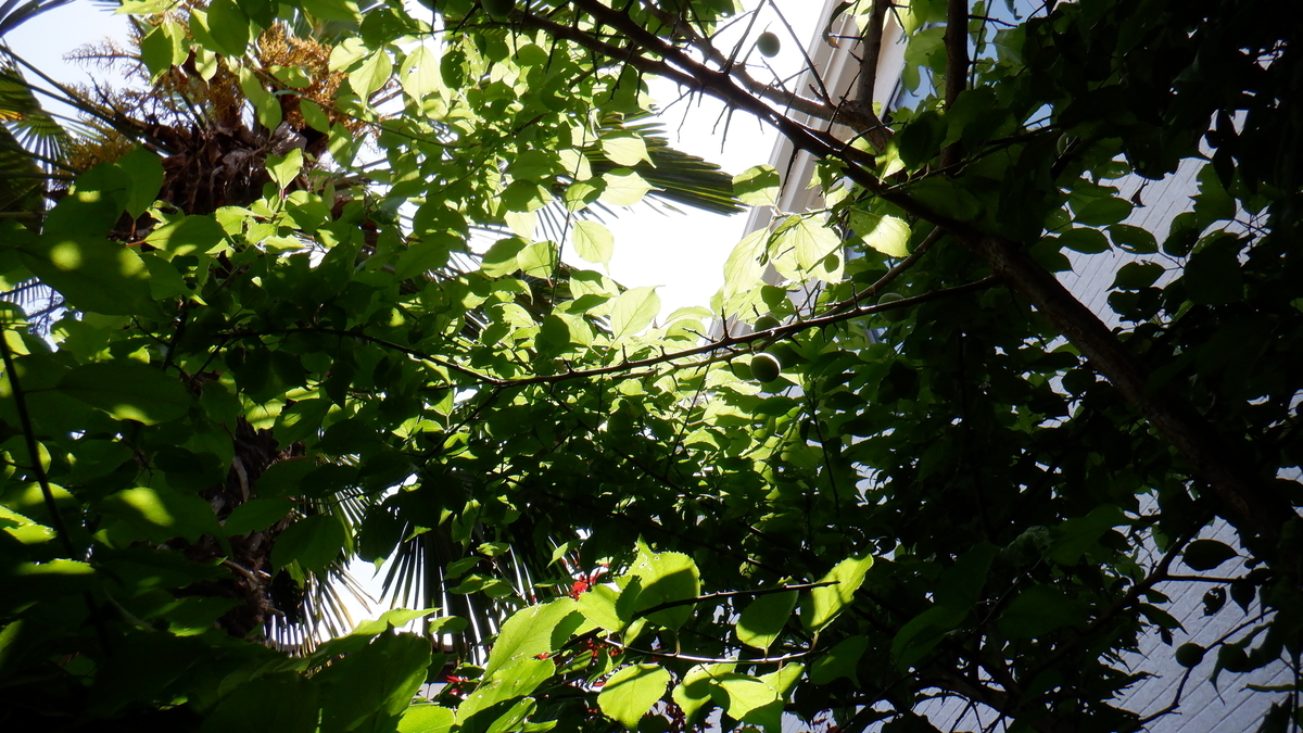 f:id:cafelegume:20200525003453j:plain f:id:cafelegume:20200525003453j:plain
