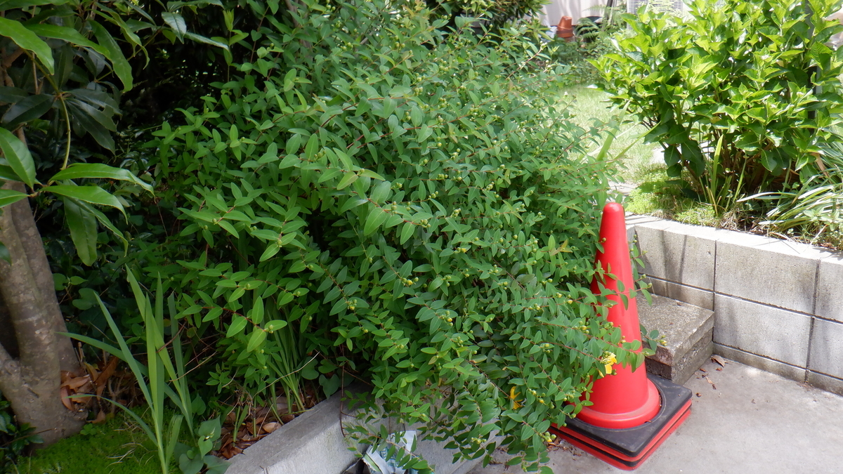 f:id:cafelegume:20200526114657j:plain