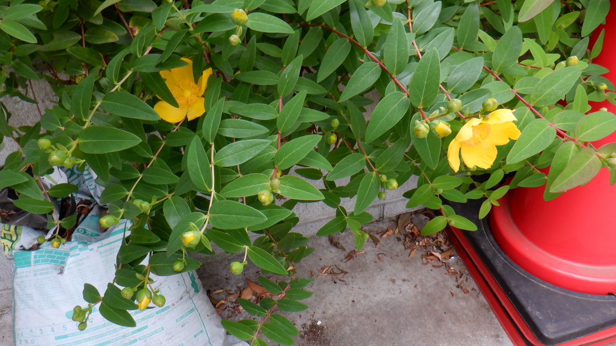f:id:cafelegume:20200526114729j:plain