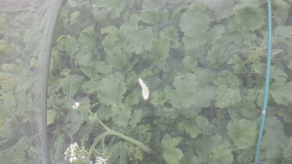 f:id:cafelegume:20200527231813j:plain