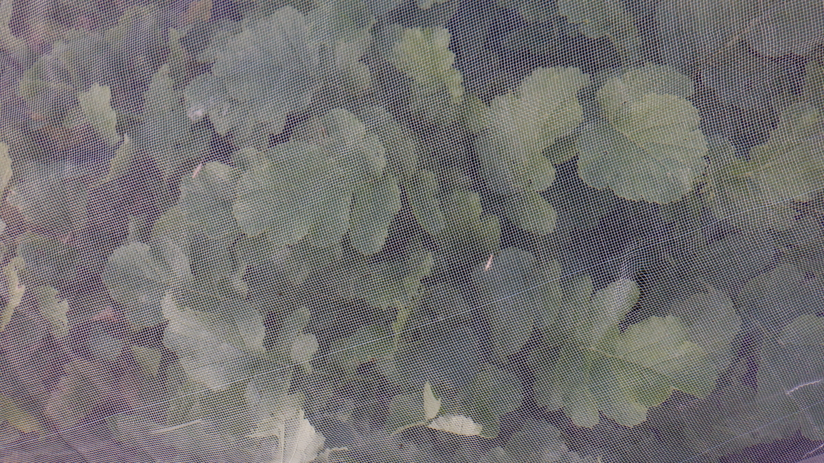 f:id:cafelegume:20200527231958j:plain