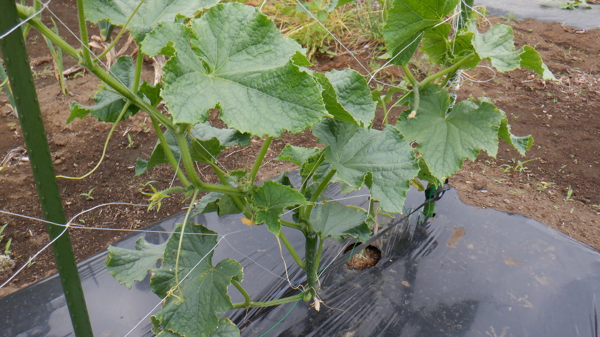f:id:cafelegume:20200527232811j:plain