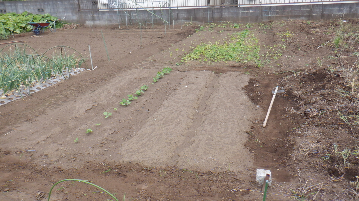 f:id:cafelegume:20200529223452j:plain