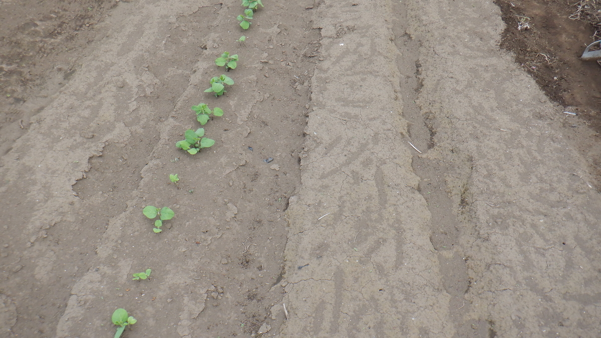 f:id:cafelegume:20200529223816j:plain