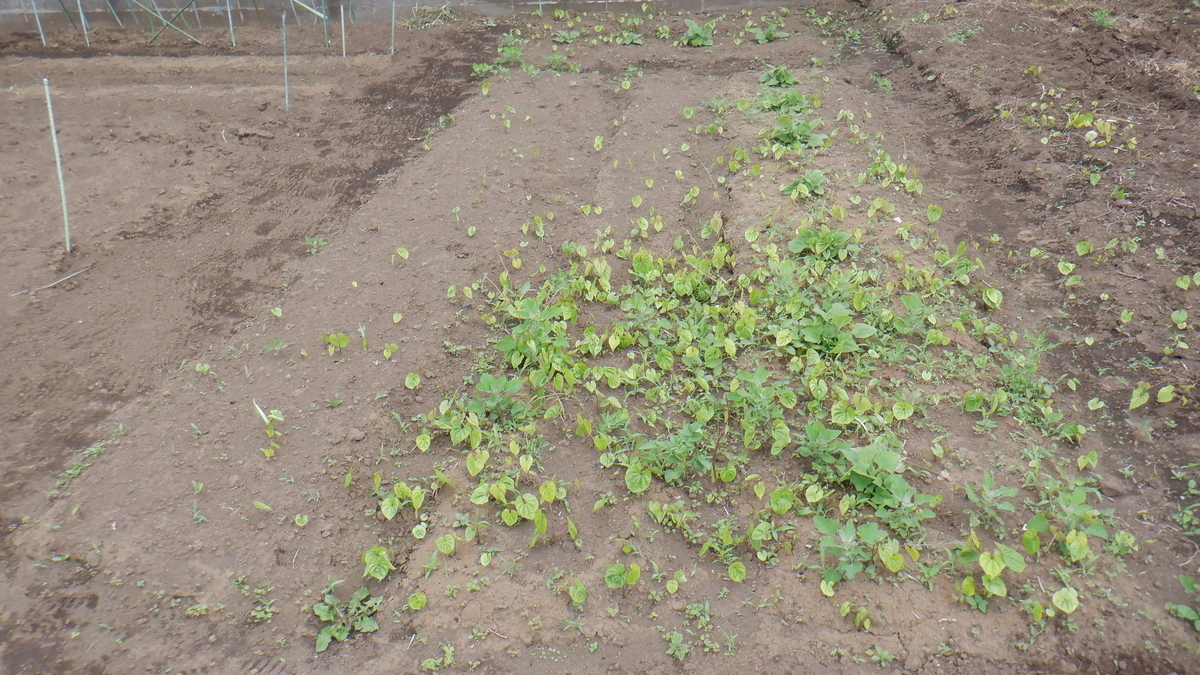 f:id:cafelegume:20200529224329j:plain