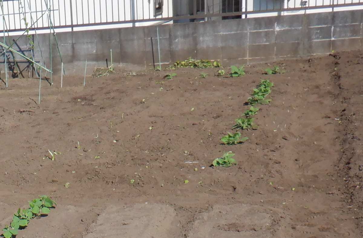 f:id:cafelegume:20200529224700j:plain