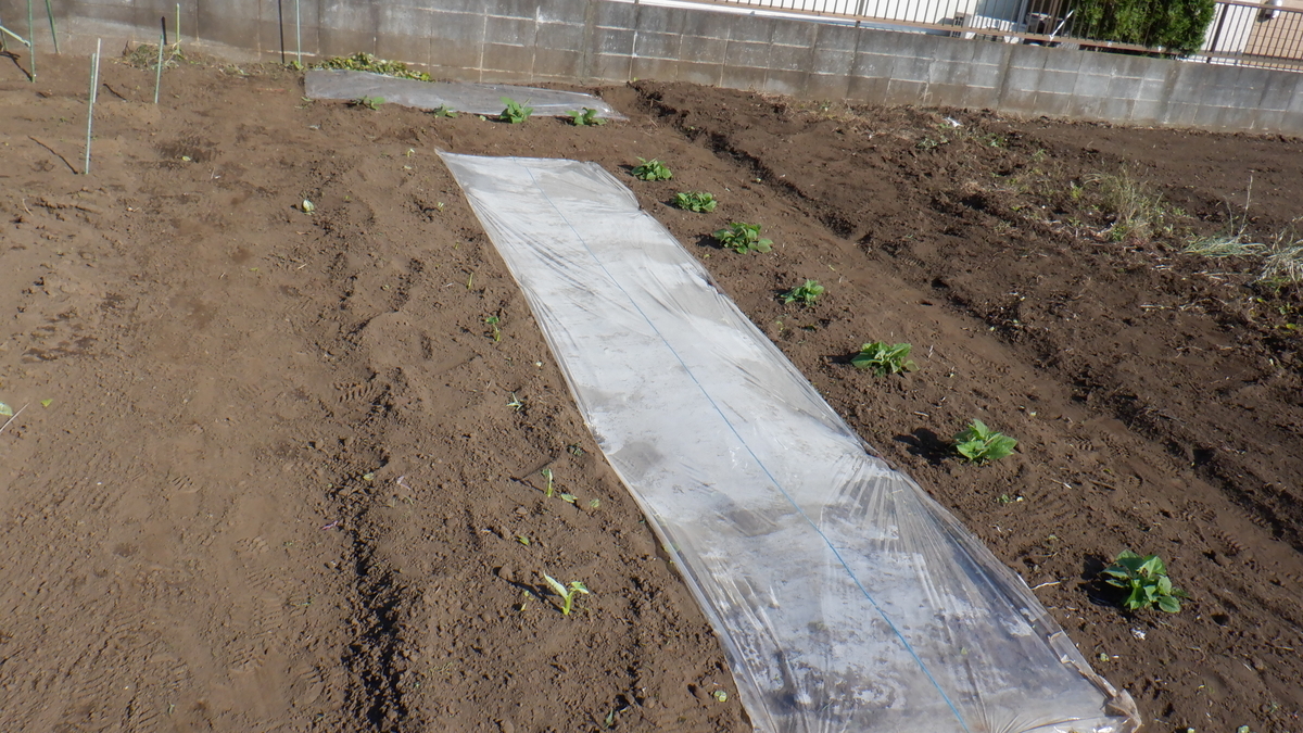 f:id:cafelegume:20200529225251j:plain