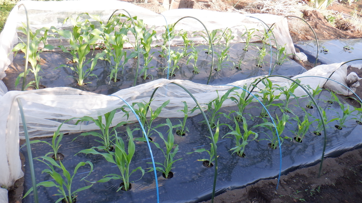 f:id:cafelegume:20200529230343j:plain