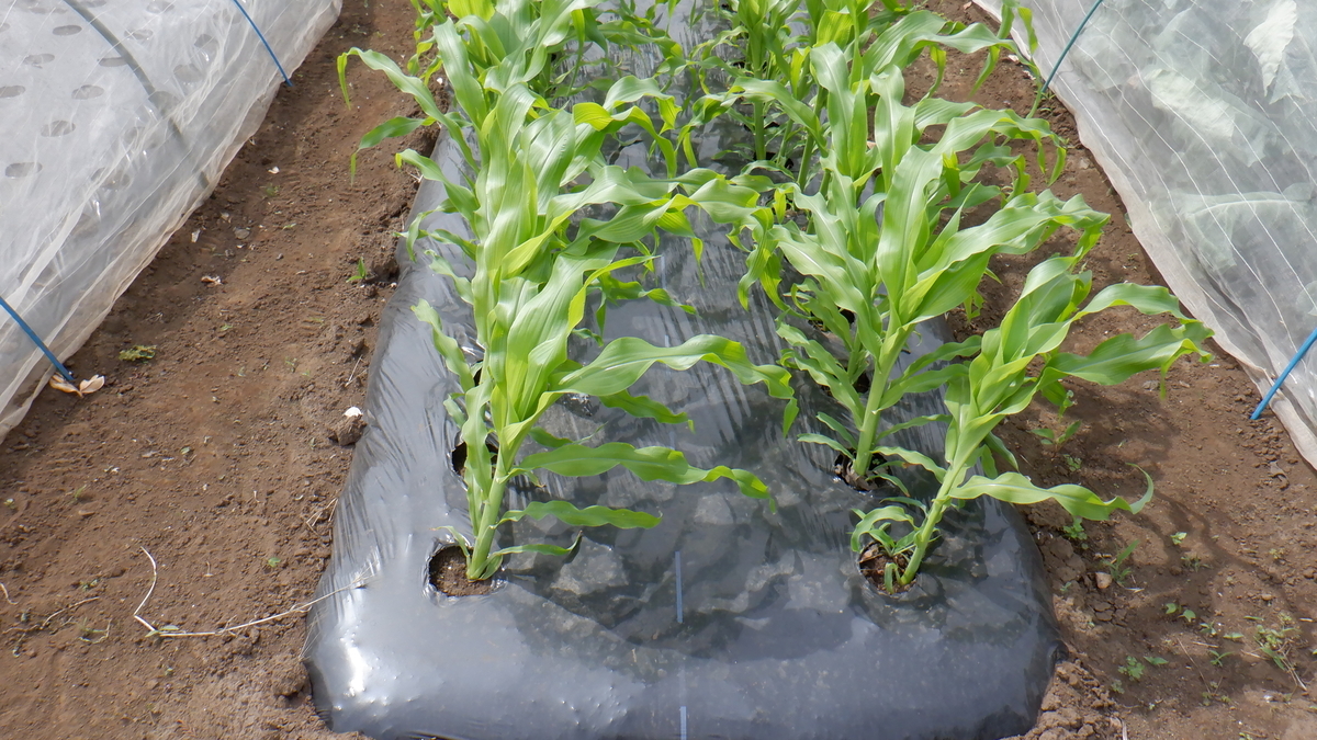 f:id:cafelegume:20200530232147j:plain f:id:cafelegume:20200530232147j:plain