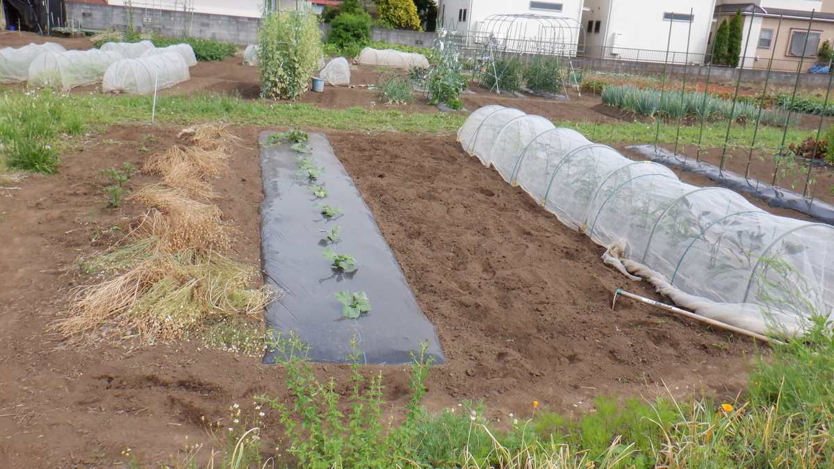 f:id:cafelegume:20200530232706j:plain f:id:cafelegume:20200530232706j:plain