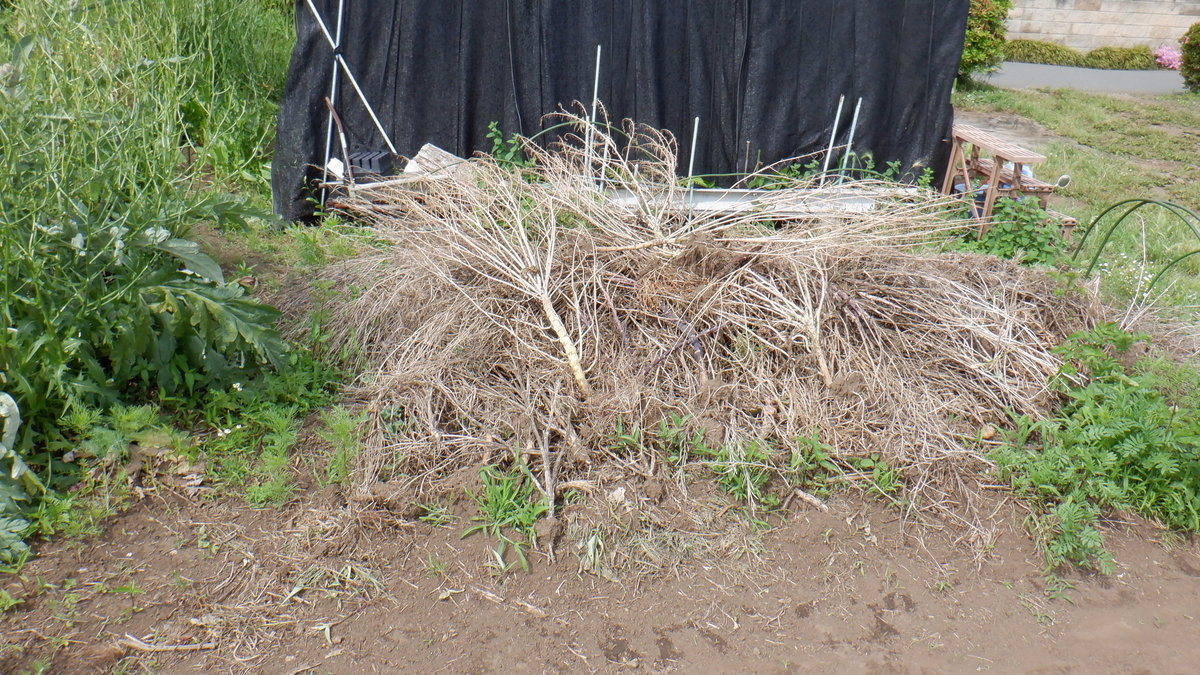 f:id:cafelegume:20200530232750j:plain f:id:cafelegume:20200530232750j:plain