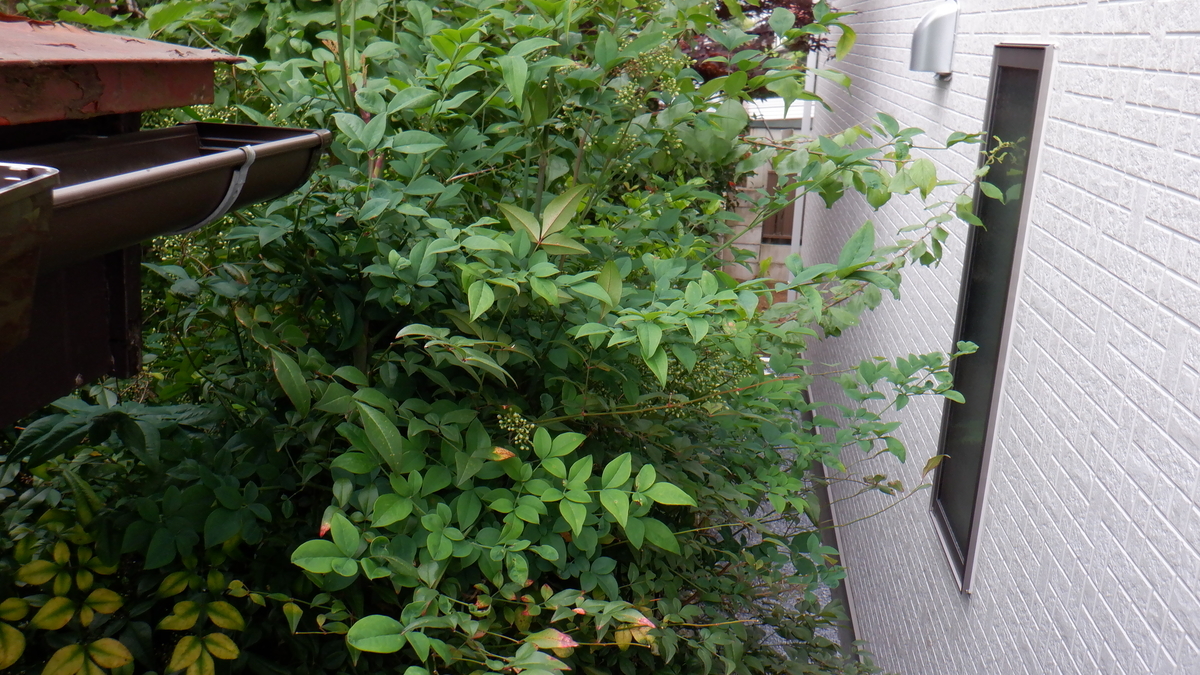 f:id:cafelegume:20200531223148j:plain