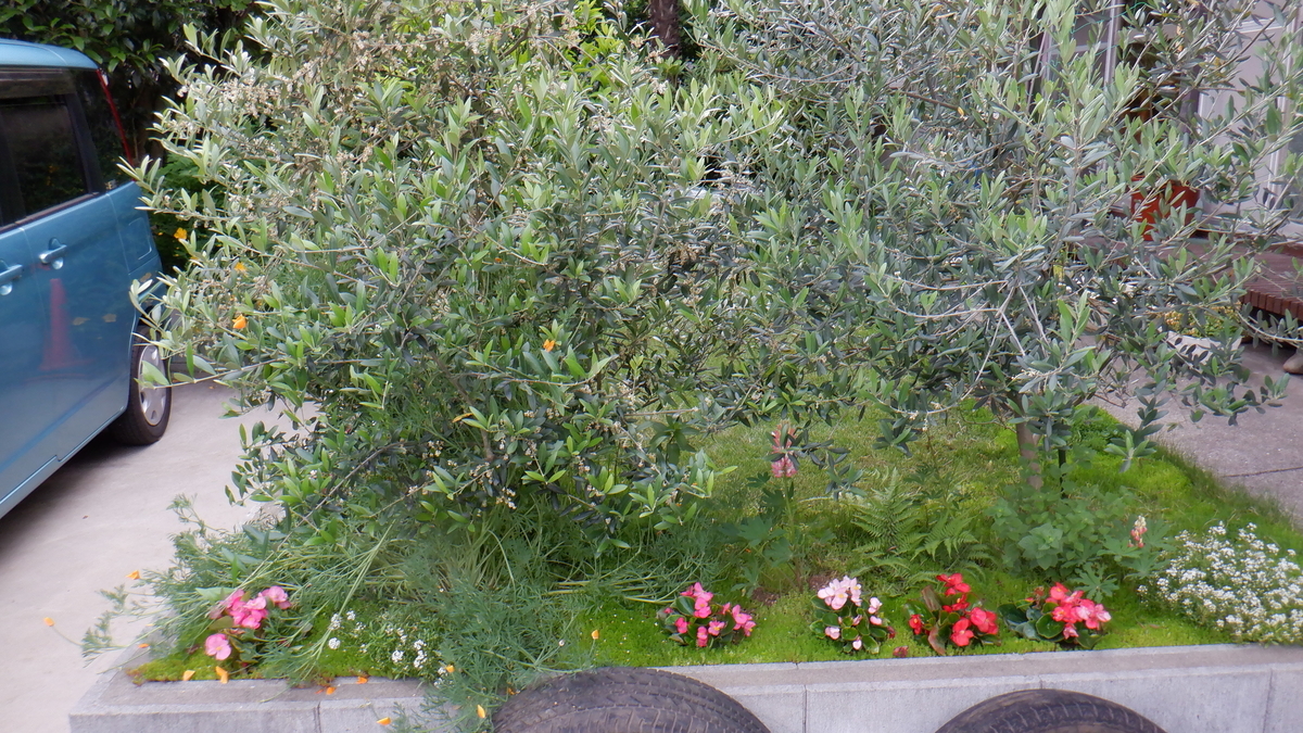 f:id:cafelegume:20200531225150j:plain