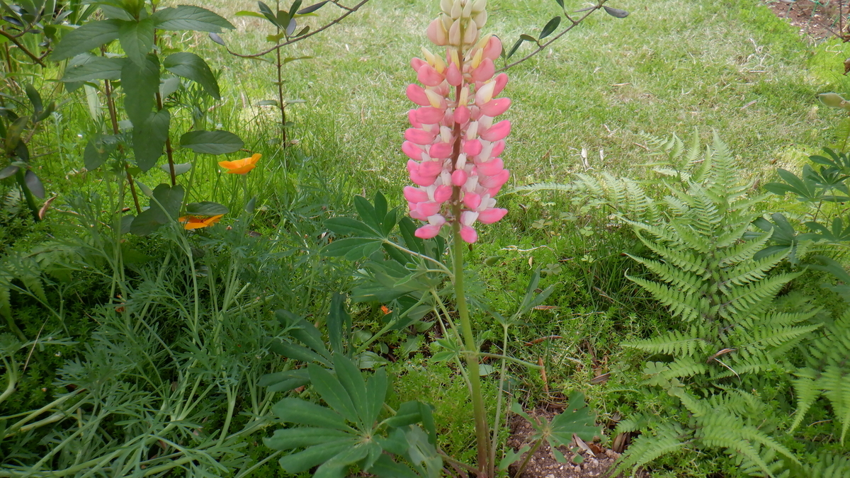 f:id:cafelegume:20200531225335j:plain