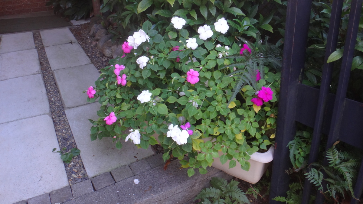 f:id:cafelegume:20200531230300j:plain