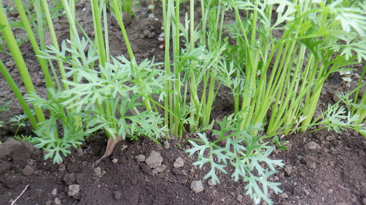 f:id:cafelegume:20200603225040j:plain