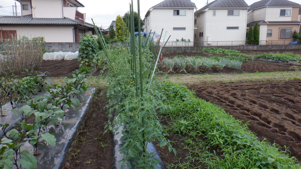 f:id:cafelegume:20200629233211j:plain
