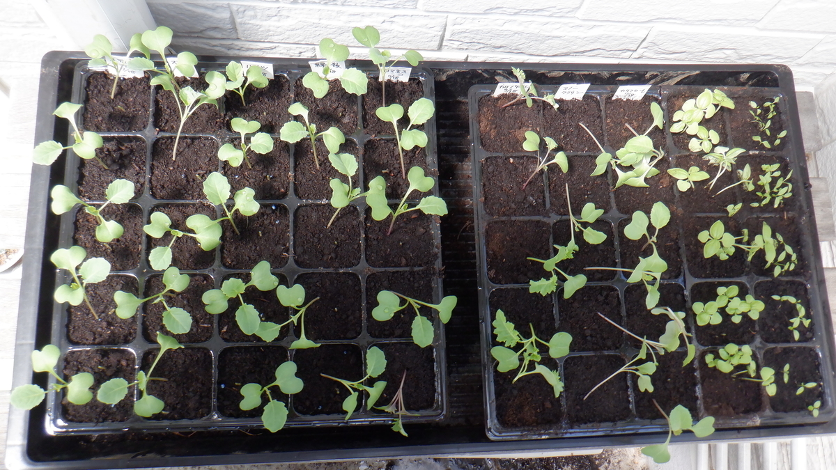 f:id:cafelegume:20200731211421j:plain f:id:cafelegume:20200731211421j:plain