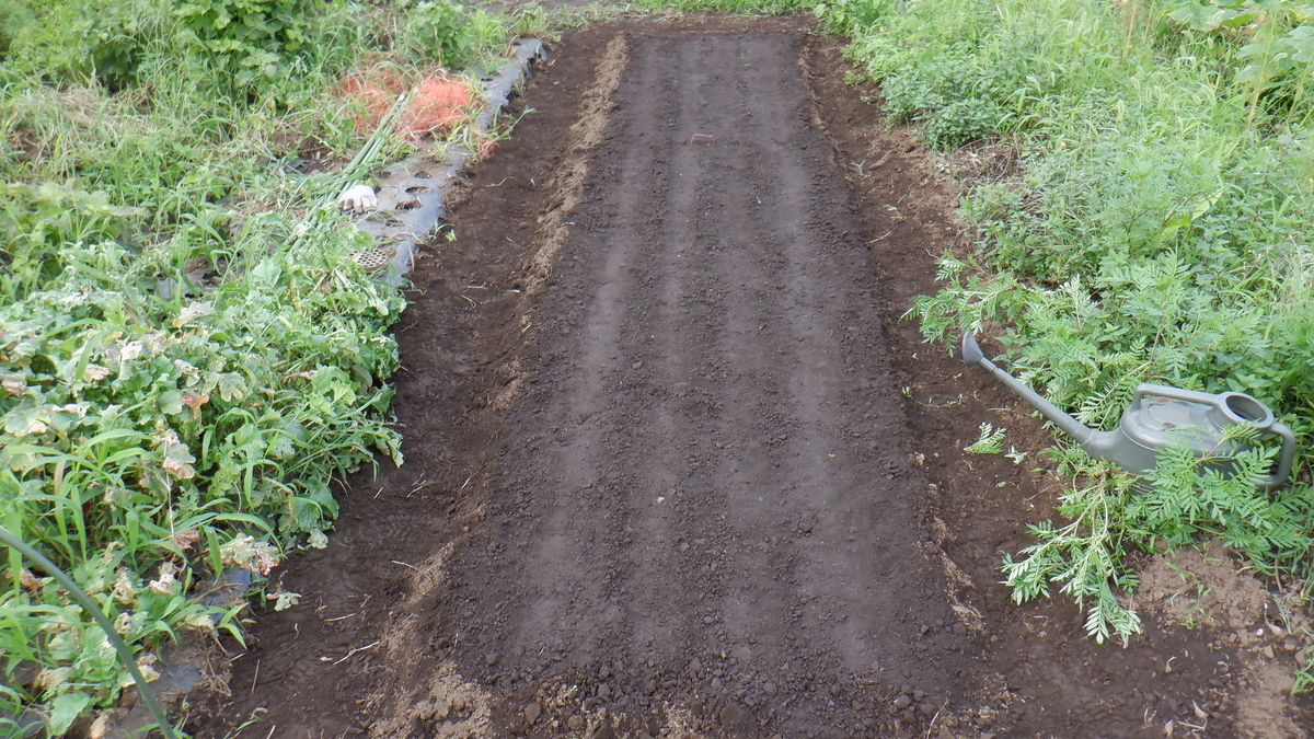 f:id:cafelegume:20200731213136j:plain f:id:cafelegume:20200731213136j:plain