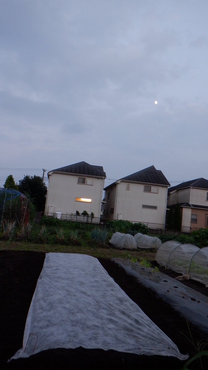 f:id:cafelegume:20200731214706j:plain f:id:cafelegume:20200731214706j:plain