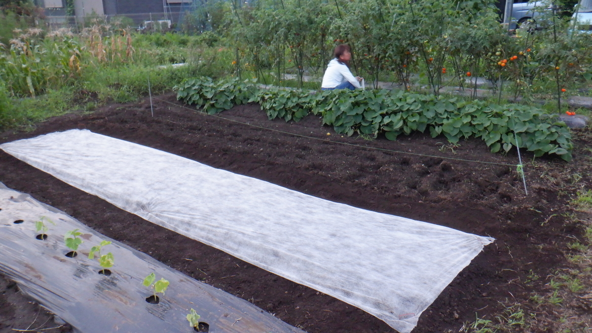 f:id:cafelegume:20200731214918j:plain f:id:cafelegume:20200731214918j:plain