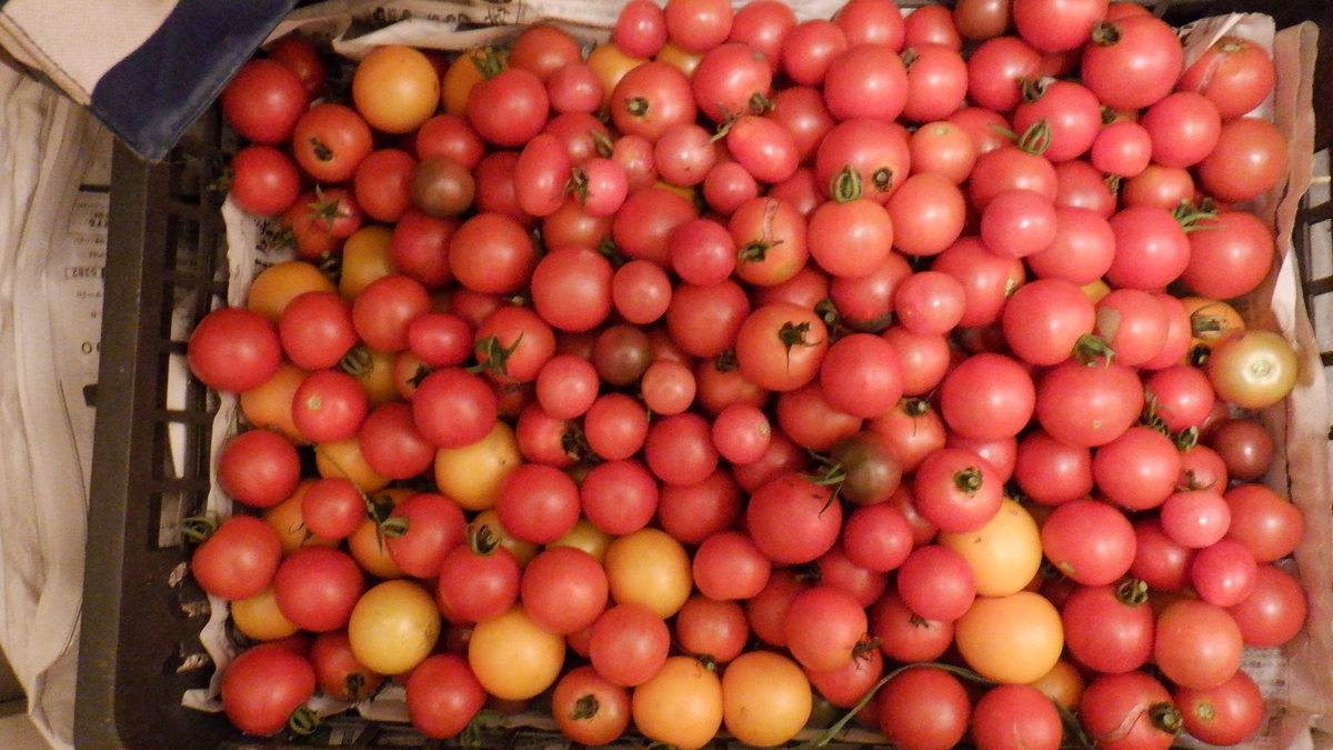 f:id:cafelegume:20200731220003j:plain f:id:cafelegume:20200731220003j:plain