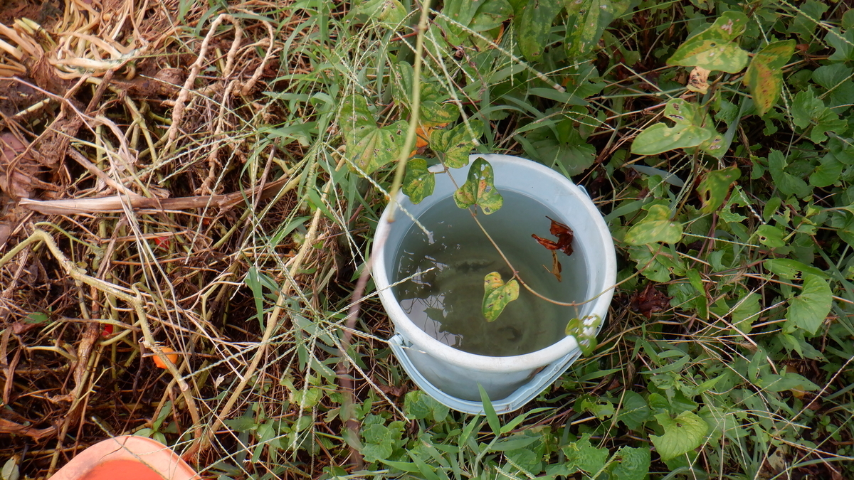 f:id:cafelegume:20200907212652j:plain